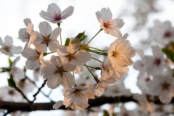 Ceri Jepang Yang Indah Sakura Pada Musim Semi Taman Yuyuantan — Stok Foto