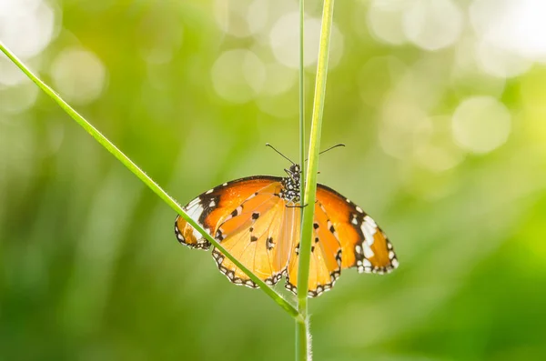 Kis Pillangó Természetben Vagy Kertben — Stock Fotó