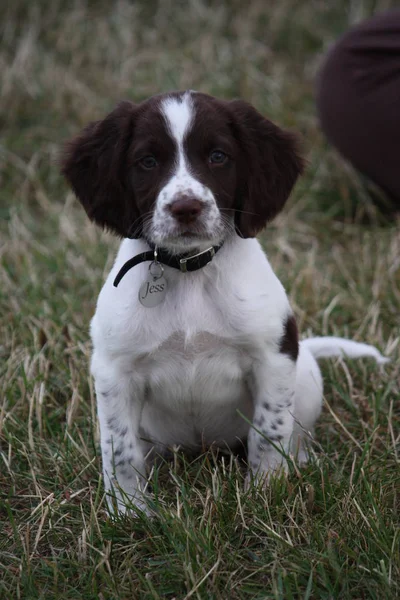 非常にかわいい若い肝臓と白のワーキングタイプ英語スプリンガーSpanielペットGundog子犬 — ストック写真