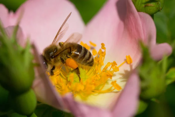 Lente Zomer Rozenbloem Bij Bijen Een Bloem — Stockfoto