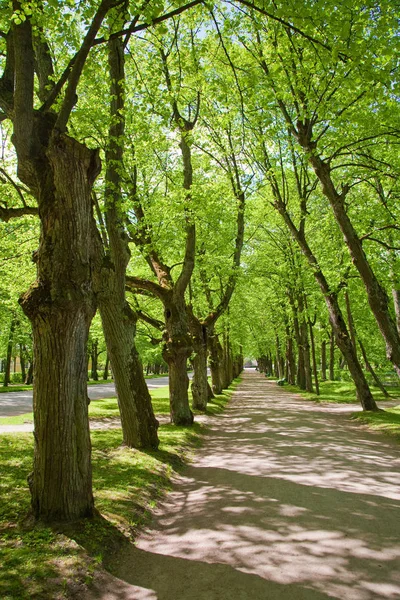 Närbild Skott Sommar Gränd — Stockfoto