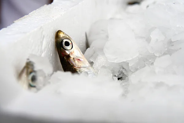 Fresh Anchovy Pile Ice — Stock Photo, Image