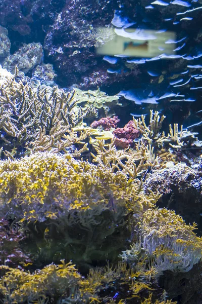 Морське Дно Рибою Кораловим Рифом — стокове фото