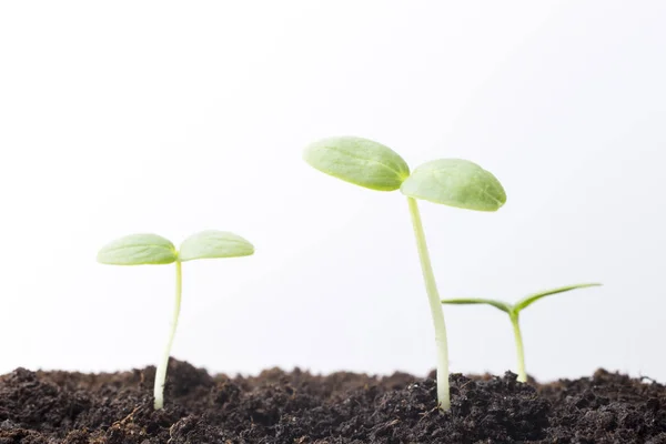 Sementes Cultivadas Jovens Mudas — Fotografia de Stock