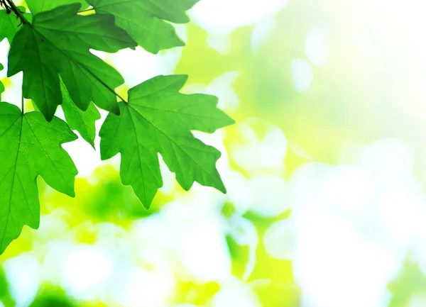 Gröna Blad Bakgrund Solig Dag — Stockfoto