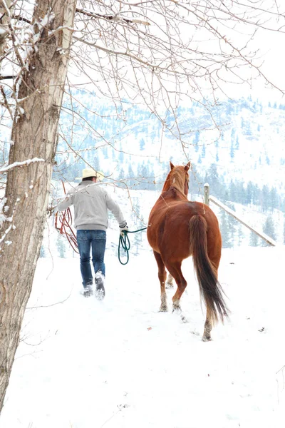 Young Cowboy His Horse Snow Forest — Stock Photo, Image