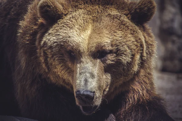 Vida Selvagem Urso Castanho Poderoso Espanhol Animal Selvagem Enorme Forte — Fotografia de Stock