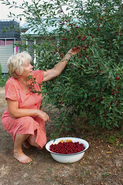 Starší Žena Zahradě Sbírá Třešňové Bobule — Stock fotografie