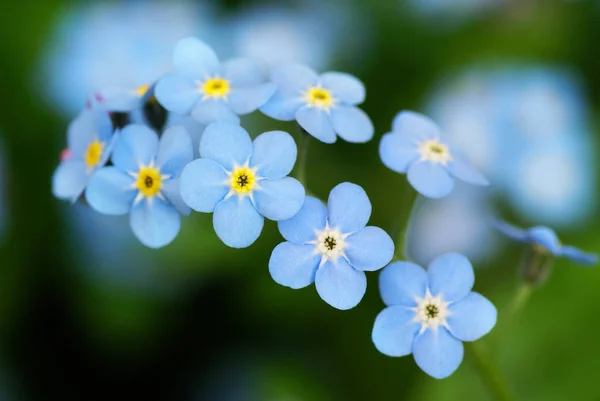 Makro Skott Vacker Den Lilla Blå Glömma Mig Inte Blommor — Stockfoto