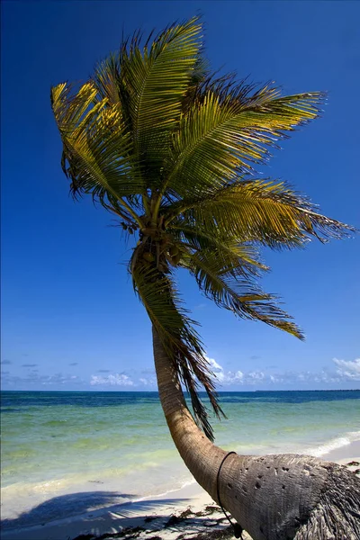 Tropical Lagoon Hill Farbar Skum Grumlig Och Kust Caraibbien Blue — Stockfoto
