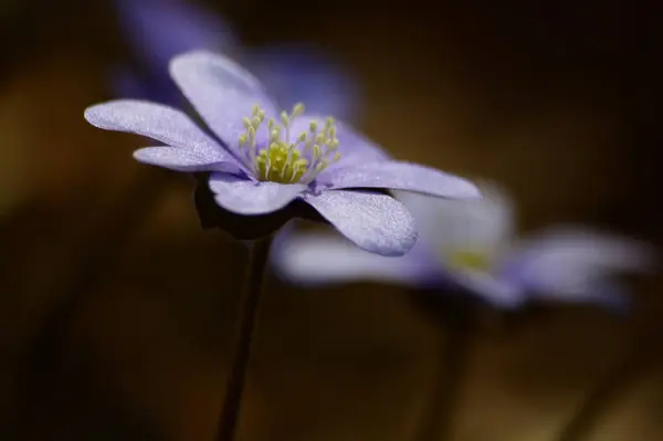 Zbliżenie Kwitnącego Małego Kwiatu — Zdjęcie stockowe