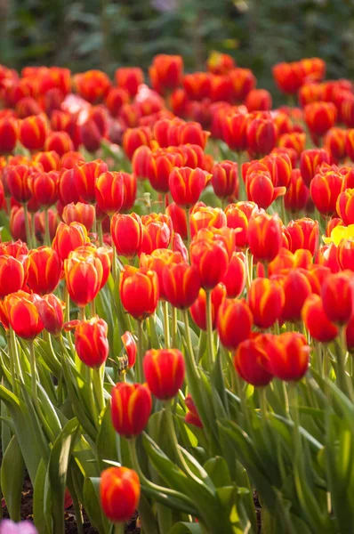 Свіжі Тюльпани Саду — стокове фото