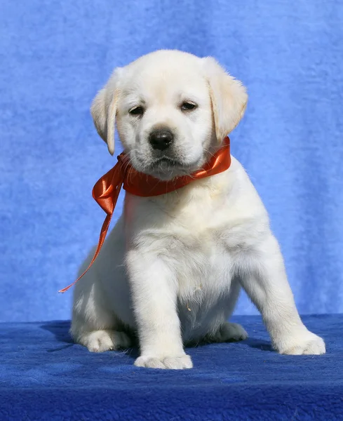 Filhote Cachorro Bonito Labrador Amarelo Sentado Fundo Azul — Fotografia de Stock