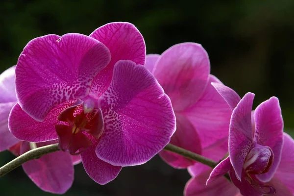 Florile Orhidee Înfloresc Timpul Zilei — Fotografie, imagine de stoc