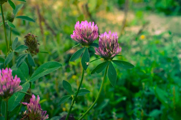 Flor Trébol Campo Trifolium Pratense Primer Plano Disparo — Foto de Stock