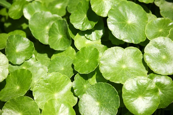 Primer Plano Del Árbol Gotu Kola Pennywort Asiático Pennywort Indio — Foto de Stock