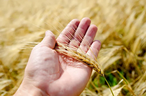 Gold Harvest Hand —  Fotos de Stock