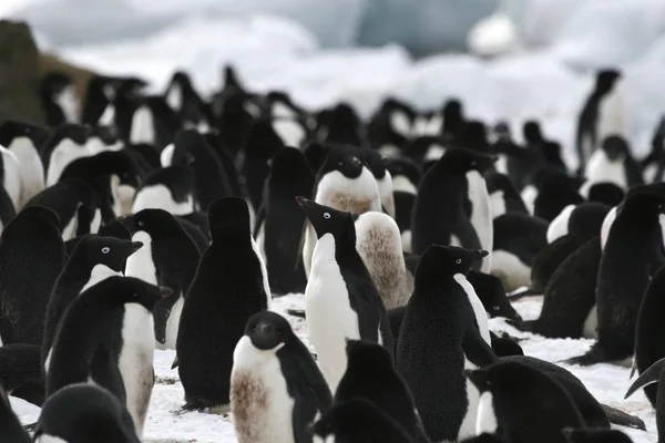 Adelie Pengueni Pygoscelis Adeliae Brown Bluff Antarktika Bir Koloninin Ortasında — Stok fotoğraf