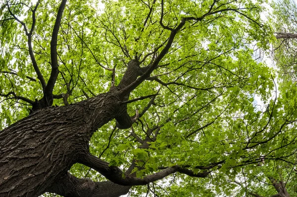 Gran Árbol Arce Viejo Disparado Desde Punto Vista Inferior Con — Foto de Stock