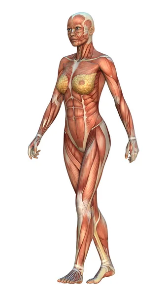 Digital Render Walking Female Figure Muscle Maps Position Isolated White — Stock Photo, Image