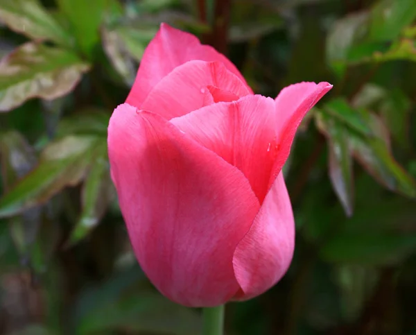 Floração Tulipa Rosa Primavera Arboreto — Fotografia de Stock