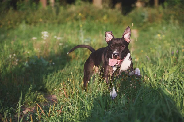 公園の緑の野原で走っている舌を持つ犬 — ストック写真