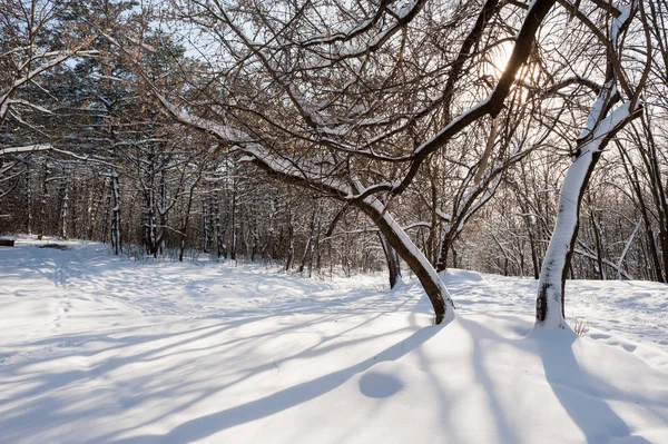 Drzewa Pokryte Śniegiem Lesie Zimą Mrożony — Zdjęcie stockowe