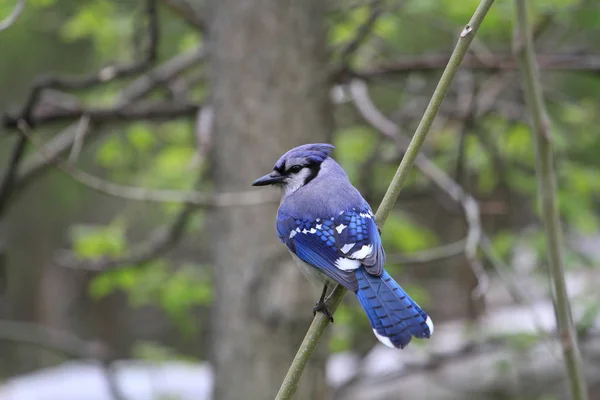 Bluejay Wznosi Martwe Drzewo Wczesnym Rankiem — Zdjęcie stockowe