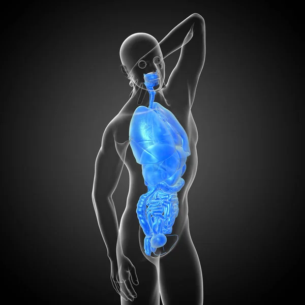 Візуалізація Медичної Ілюстрації Травної Системи Людини Дихальної Системи Вид Збоку — стокове фото