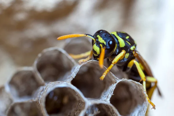 Een Jonge Papierwespenkoningin Bouwt Een Nest Een Nieuwe Kolonie Beginnen — Stockfoto