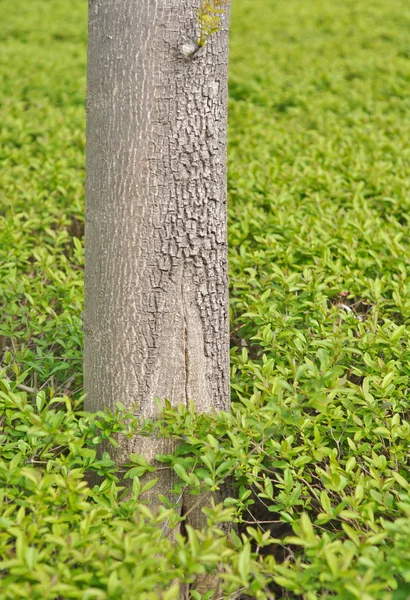 Стовбур Дерева Фоні Зеленого Листя — стокове фото