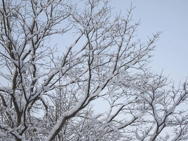 Hoarfrost Ramas Árboles Invierno — Foto de Stock