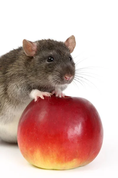 Grote Grijze Rat Appels — Stockfoto