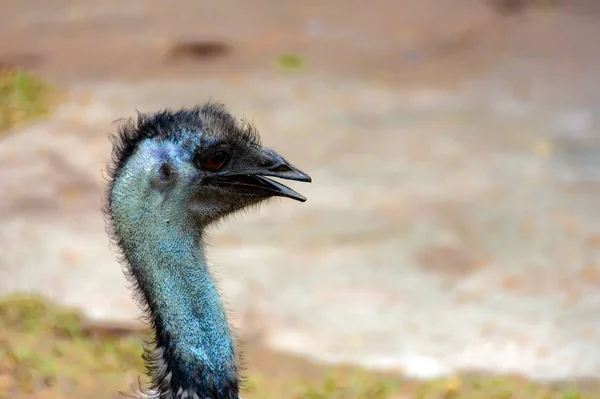 Emu Yakın Çekim — Stok fotoğraf
