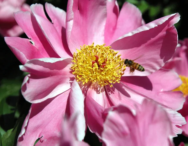 Peony Bloemen Volle Bloei — Stockfoto