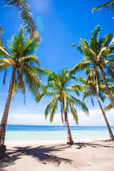 Praia Tropical Com Belas Palmas Areia Branca Filipinas — Fotografia de Stock