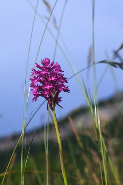 Primer Plano Flor Campo Fucsia Verano — Foto de Stock