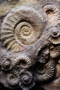 close-up shot of fossil ammonites clipart