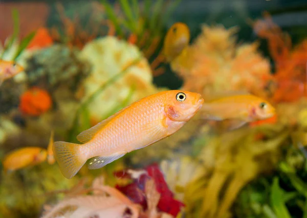 Colourful Aquarium Barbus — Stock Photo, Image