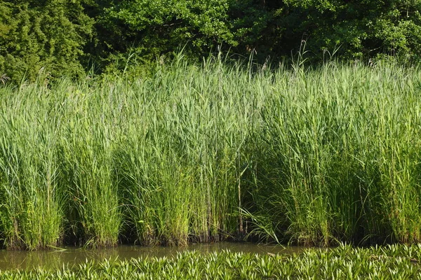 Reed Water Alemania Europa — Foto de Stock