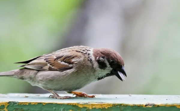 Sparrow Sitter Styrelsen Och Ser Fotografen Sommar Södra Ural — Stockfoto