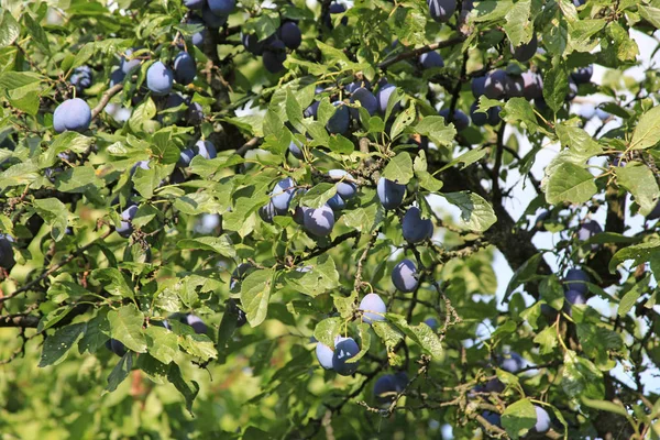 Plenty Of Plums On Plum Tree