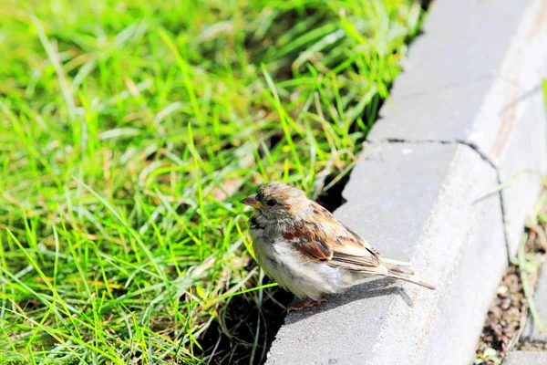 Sparrow Zittend Het Groene Gras — Stockfoto