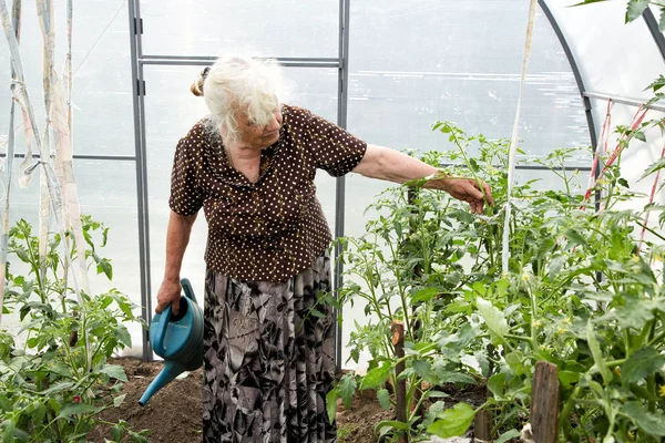 Old Woman Hothouse Bushes Tomatoes — Stock Photo, Image