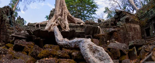 Träd Med Rötterna Sitter Sten Tempel Prohm Angkor Wat — Stockfoto