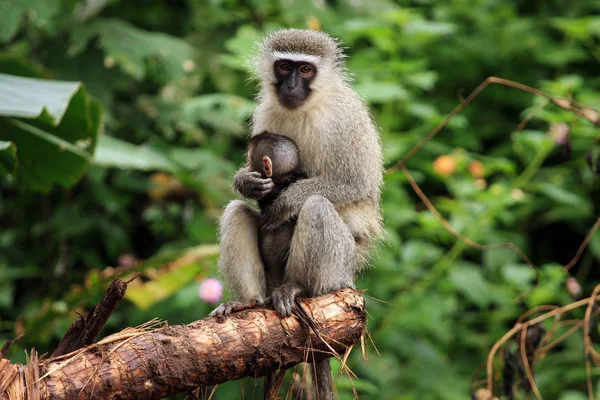 Close Shot Van Vervet Monkeys — Stockfoto