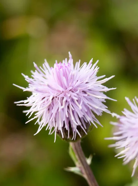 pink thistle isolated outside in a meadow in uk summer