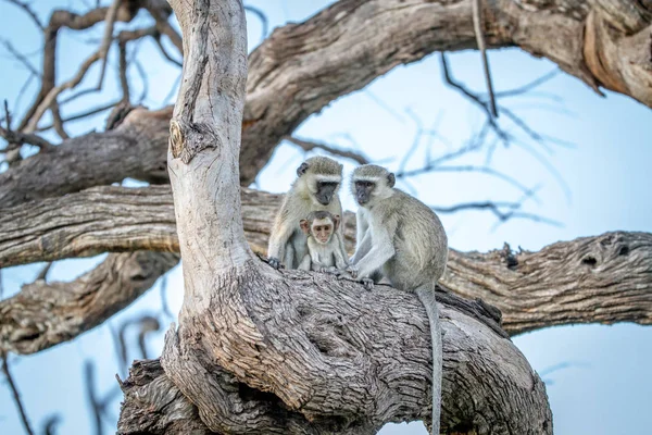 Família Macacos Vervet Sentados Uma Árvore Parque Nacional Chobe Botsuana — Fotografia de Stock