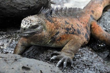 A Galapagos Marine Iguana resting on lava rocks, amblyrhynchus cristatus clipart