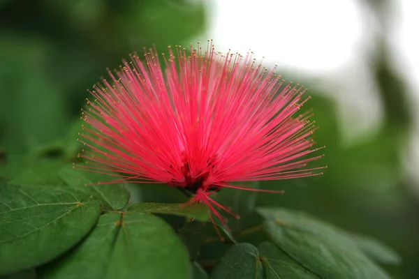 Polvo Calliandra Flor —  Fotos de Stock